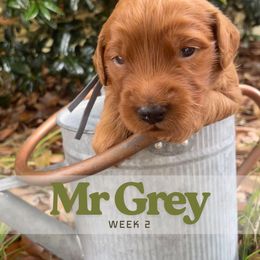 Mr. Grey - Red  male Goldendoodle puppy in Pensacola, Florida from Ruby Pupper Doodles