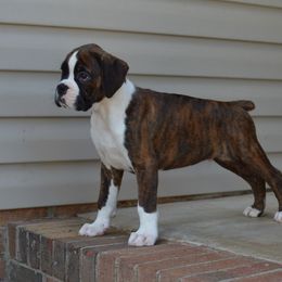 Boxer Puppies from Euro Boxx Boxers