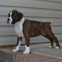 Boxer Puppies from Euro Boxx Boxers