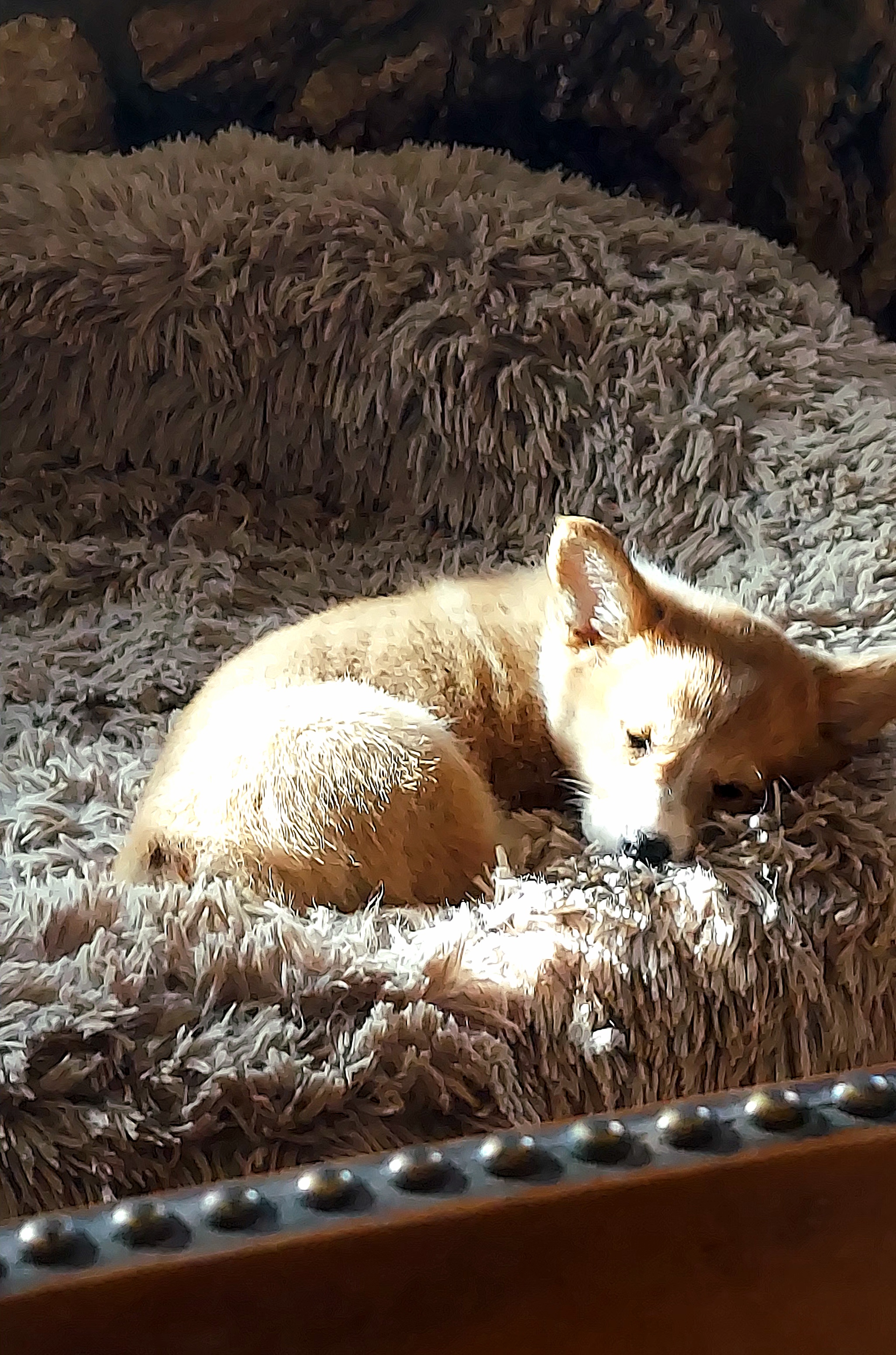 Pembroke Welsh Corgi Puppies from Rees Corgis