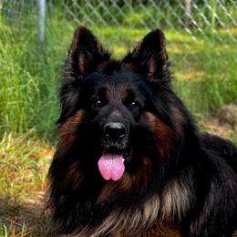 Mango - German Shepherd
