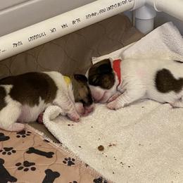Golden Retriever and Jack Russell Terrier Puppies from Shelby Burleson's Golden Retrievers and Jack Russell Terriers