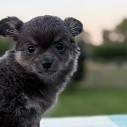 Chihuahuas from Foxy's Legacy Chihuahuas