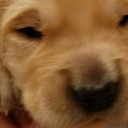 Dozer - Blue collar - Golden Retriever puppy in Arlington, Washington from Nagel Farm's