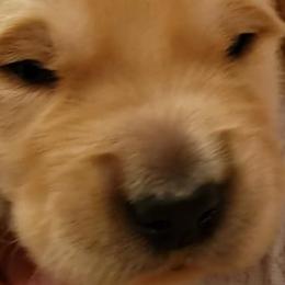 Dozer - Blue collar - Golden Retriever puppy in Arlington, Washington from Nagel Farm's