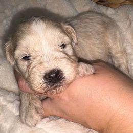 Cypress - Wheaten male Miniature Schnauzer puppy in Lufkin, Texas from C&K’s Schnauzer House