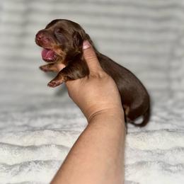Benn Grimm - Chocolate and tan male Dachshund puppy in Ceres, California from Rockin' M’s LilBitty Dachshunds (LBD)