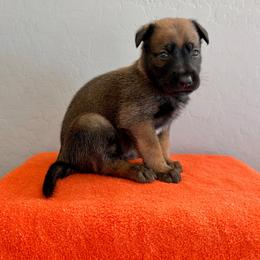Boba (Light Blue) - Mahogany male Belgian Malinois puppy in Buckeue, Arizona from Légende Vivante Du Chief Kennel
