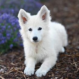 Berger Blanc Suisse puppies from Scenic Creek German Shepherds and White Swiss Shepherds