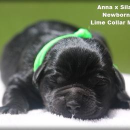 Lime Collar Male - Black male Labrador Retriever puppy in Huntington, Texas from Soggy Bottom Retrievers