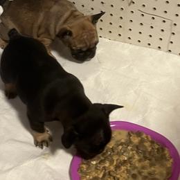 French Bulldog Puppies from Stratton Kennel