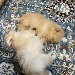Pomeranian Puppies from Floki & Fibi Pomeranians