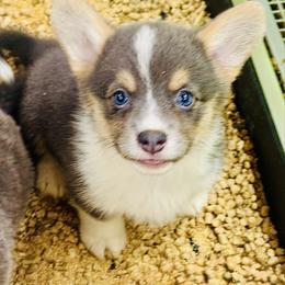 Skyla-Adorable girl with her natural long tail - Blue female Pembroke Welsh Corgi puppy in Taylorsville, North Carolina from Mill Creek’s Pembroke Welsh Corgis and French Bulldogs