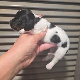 Black and Tan Pied LH Girl - Piebald female Dachshund puppy in Austin, Colorado from Colorado Mini Dachshunds & Mini Pomskies