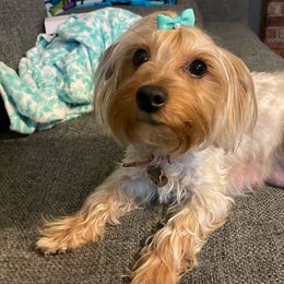 Waffles - Yorkshire Terrier