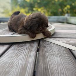 Choc - Chocolate male Shih Tzu puppy in Garner, North Carolina from House of Paws Heritage Nursery