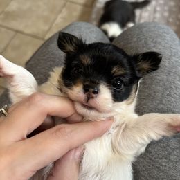 Moo - Black and white female Chihuahua puppy in East Syracuse, New York from Blissful’s Chihuahuas