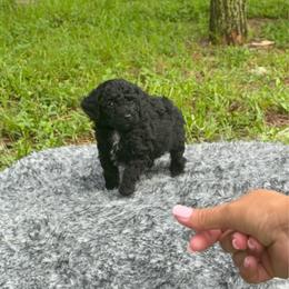 Cooper - Black male Poodle puppy in Florida from Puppies Forever 💙❤️🐶