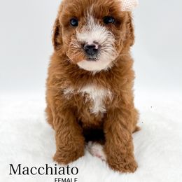Macchiato - Red  female Goldendoodle puppy in Sunman, Indiana from Brunsman Country Doodles LLC