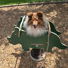 Shetland Sheepdog puppies from LaLa's Lilliputian Lassies