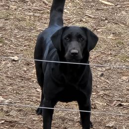 Kono - Labrador Retriever