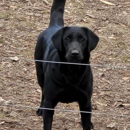Kono - Labrador Retriever