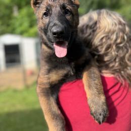 Veronica - Sable female German Shepherd puppy in Winterport, Maine from Vom Stevens Old Fashioned German Shepherds