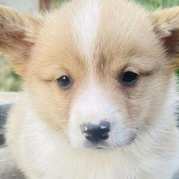 Boy 1 - Red Pembroke Welsh Corgi puppy in Solano County, California from Early Spring Corgis