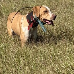 Sutton - Catahoula Leopard Dog