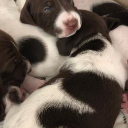 German Shorthaired Pointer Puppies from Chasing Kaya GSP Breeder