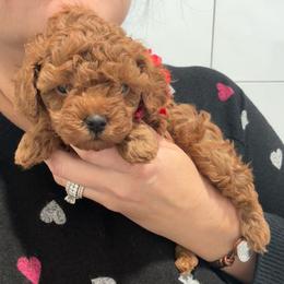 Rose - Red  female Poodle puppy in Houston, Texas from YZC Frenchies at 4C Ranch