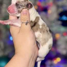 Dior - Sable merle and white female American Corgi puppy in Whitney, Texas from 5H Corgis