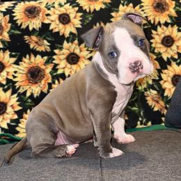 Columbus - Blue male American Staffordshire Terrier puppy in Marietta, Georgia from Ambition Amstaffs