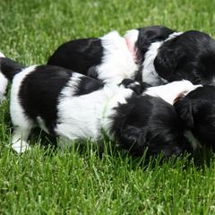 Schapendoes Puppies from Dream Star Schapendoes