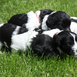 Schapendoes Puppies from Dream Star Schapendoes