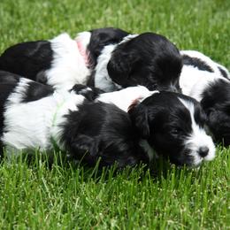 Schapendoes Puppies from Dream Star Schapendoes