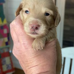 Blue - Cream male Dachshund puppy in Hudson, North Carolina from Foothills Precious Paws