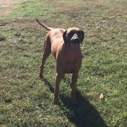 Esther - Rhodesian Ridgeback