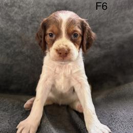 Molly - Liver white and orange female Brittany puppy in Parkersburg, Iowa from Truax Brittanys