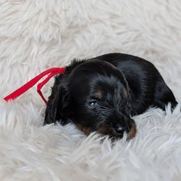 Lucy - Black and tan female Dachshund puppy in Danbury, New Hampshire from Maplewood Mountain Farm