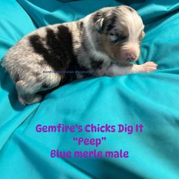 Peep - Blue merle male Australian Shepherd puppy in Muncie, Indiana from Gemfire Australian Shepherds