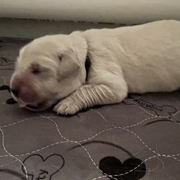 Girl 2 - Golden Retriever puppy in South Carolina from Carolina Point Retrievers
