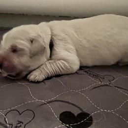 Girl 2 - Golden Retriever puppy in South Carolina from Carolina Point Retrievers