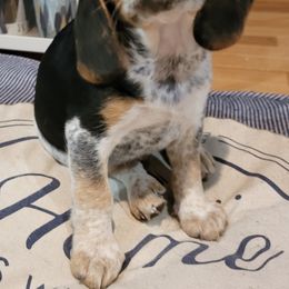 Beagles from Segall Beagles