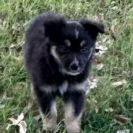 Harper - Black tri-color female Australian Shepherd puppy in Mount Vernon, Texas from RJ's Aussie Posse