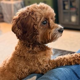 Poppy-June - Cavapoo