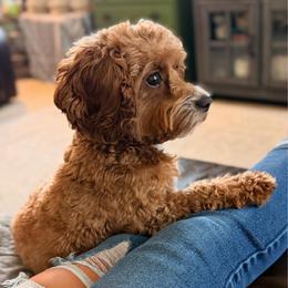 Poppy-June - Cavapoo