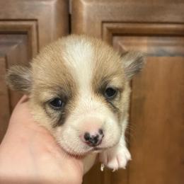 Rayna - Red female Pembroke Welsh Corgi puppy in Delton, Michigan from CorGizmo