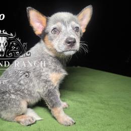 Indigo - Blue female Australian Cattle Dog puppy in Silsbee, Texas from Rockin ND Ranch