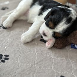 Cavalier King Charles Spaniel Puppies from Angels and Nobility Cavaliers